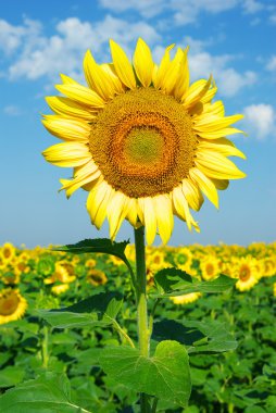 sunflowers field with blue sky clipart