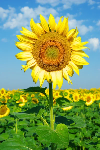 Zonnebloemenveld met blauwe lucht — Stockfoto