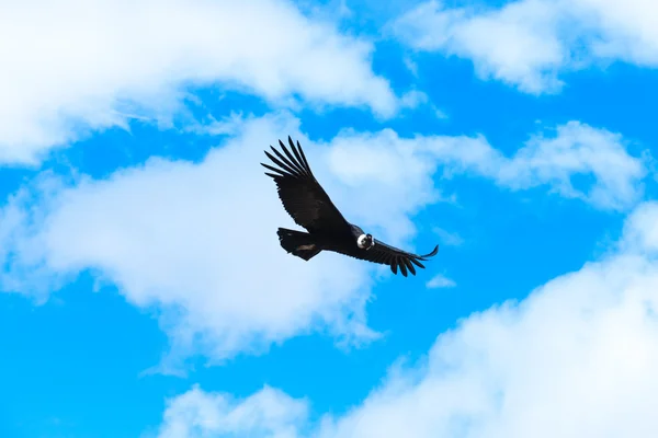 Condor flying in sky — Stock Photo, Image