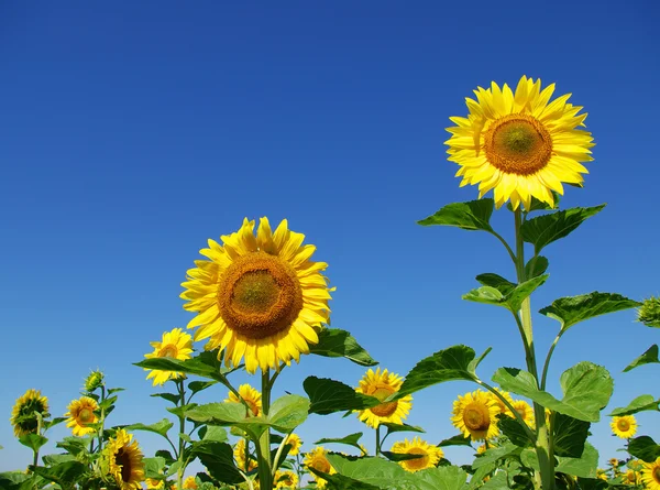 Solrosor fält med blå himmel — Stockfoto