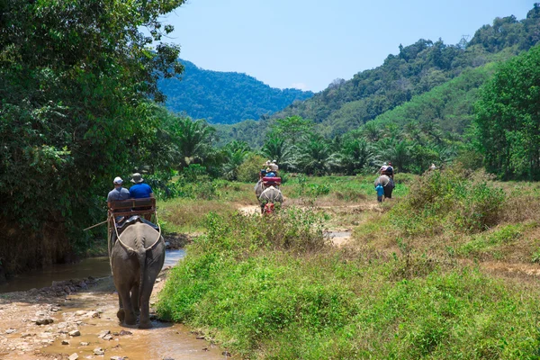 Elephant trekking at Kao-sok — Stock Photo, Image