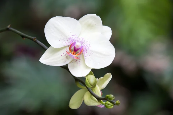 美しい蘭の花 — ストック写真