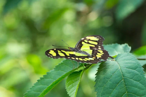 Schöner Schmetterling im Urlaub — Stockfoto