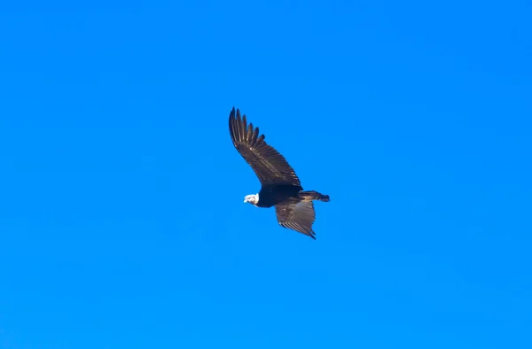 Condor vliegt in de hemel — Stockfoto