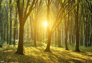 Işınları ile kesme ile sonbahar orman 