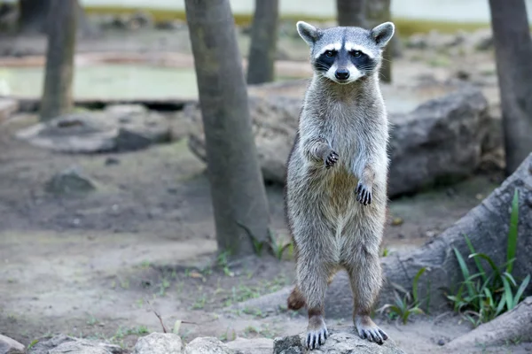 Raccoon standing and staring intently — Stock Photo, Image