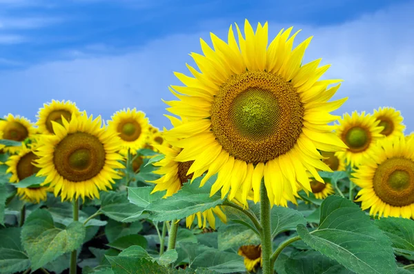 Sonnenblumenfeld mit blauem Himmel — Stockfoto