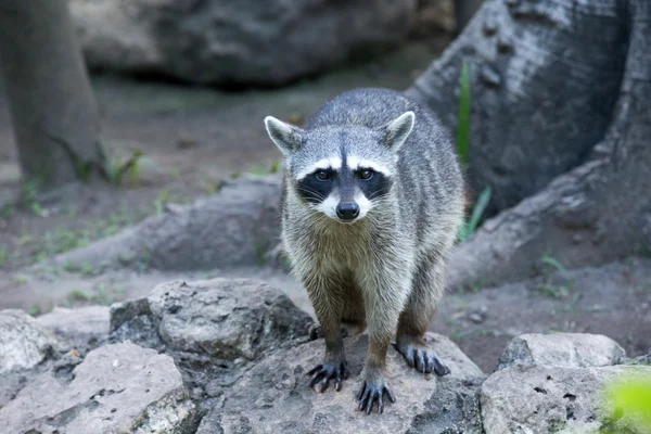 Raccoon sitting and staring intently — Stock Photo, Image