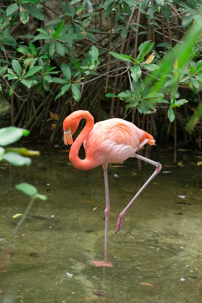 Pássaro flamingo na água — Fotografia de Stock