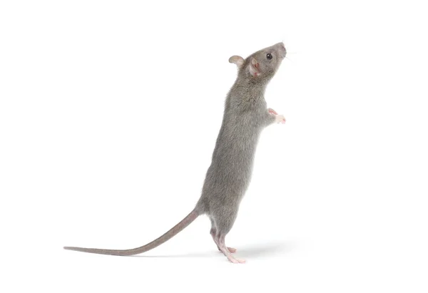 Kleine Ratte isoliert auf weiß — Stockfoto