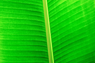 yeşil yapraklar arkaplan