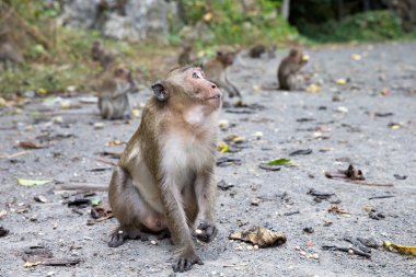 maymun kıçlı makak taşa siting.