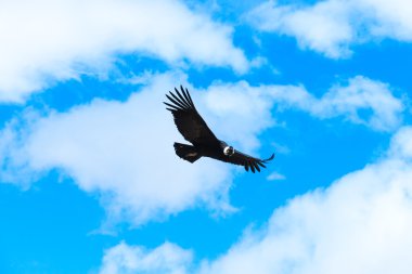condor flying in sky clipart