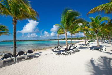 plaj ve tropikal deniz