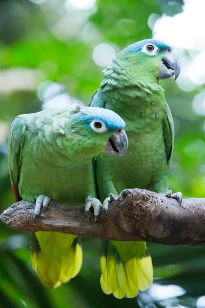 Loros sentados en rama — Foto de Stock