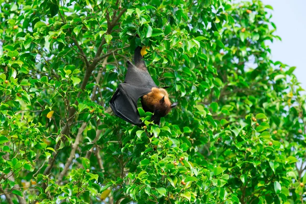 Fledermaus hängt an einem Ast — Stockfoto