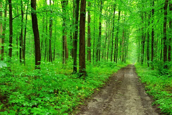 Prachtige groene woud — Stockfoto