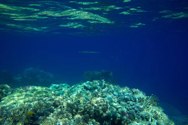 Tranquille scène sous-marine — Photo