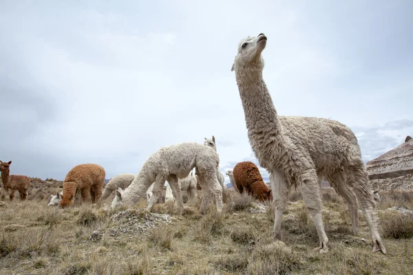 Belos lamas em Andes — Fotografia de Stock