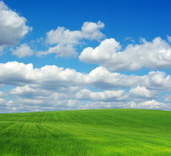 Campo verde e céu — Fotografia de Stock