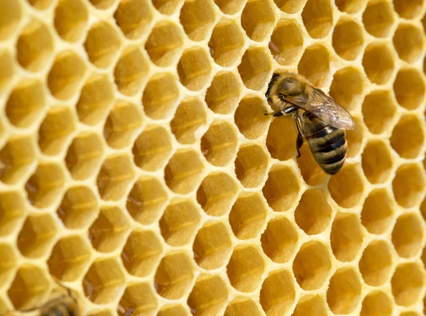 Abeja de trabajo en células de miel — Foto de Stock