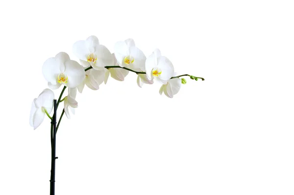 Orquídeas blancas fotos de stock, imágenes de Orquídeas blancas sin  royalties | Depositphotos