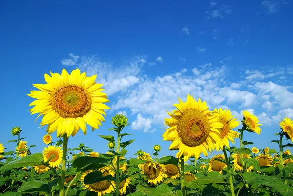 Sunflowers field background Royalty Free Stock Photos