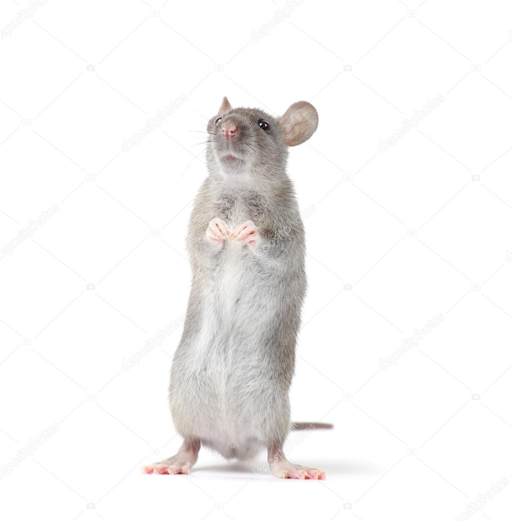 Little rat isolated on white 