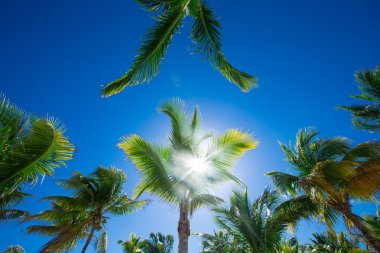 Yeşil palmiye ağaçları ve mavi gökyüzü