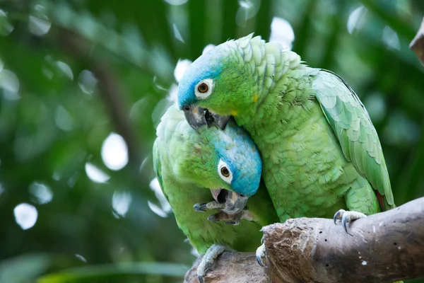 Папуги сидять на гілці — стокове фото