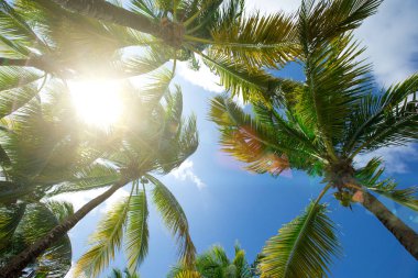 Green palm trees