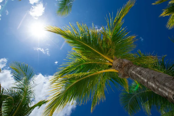 Green palm trees — Stok fotoğraf