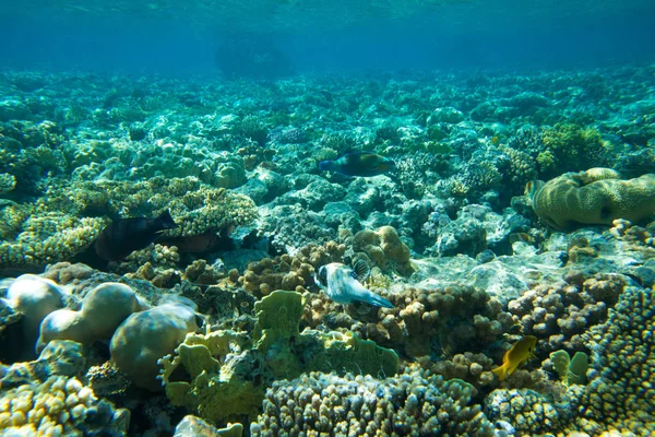 Tranquila escena submarina — Foto de Stock