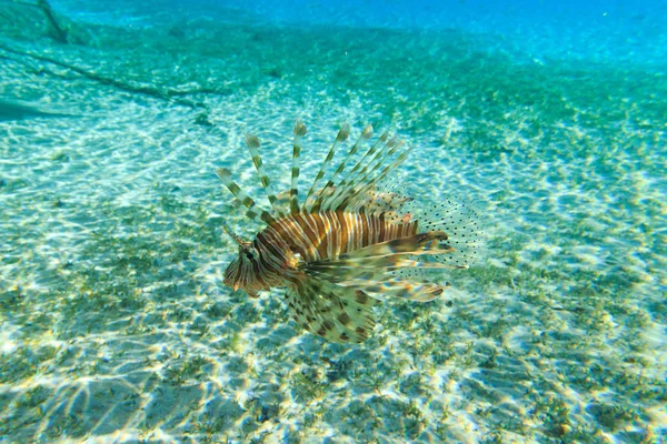 Leeuw vis onder water — Stockfoto