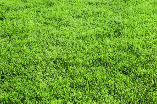 在绿色的草坪上的草 — 图库照片