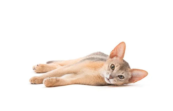 Schattig liggende kat — Stockfoto