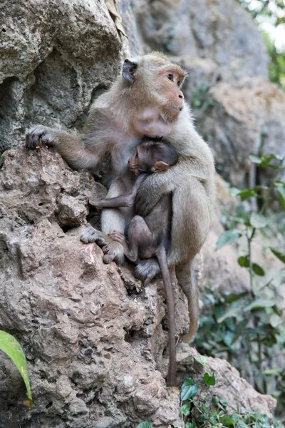 Мать обезьяна с ребенком — стоковое фото