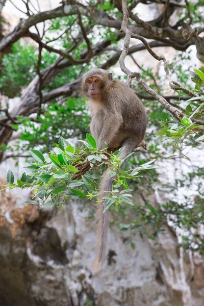 Monkey makak djurliv — Stockfoto