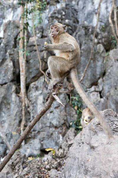 Macaco mono en la vida silvestre —  Fotos de Stock