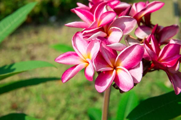 Blühende Frangipani-Blumen — Stockfoto