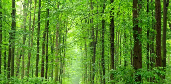 Caminho na floresta verde — Fotografia de Stock