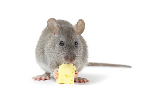 Little rat eating cheese — Stock Photo, Image