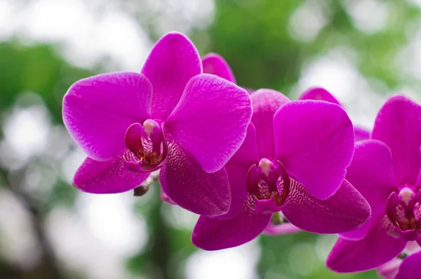 Schöne blühende Orchidee — Stockfoto