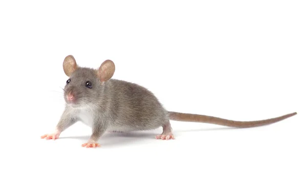 Маленькая крыса изолирована на белом — стоковое фото