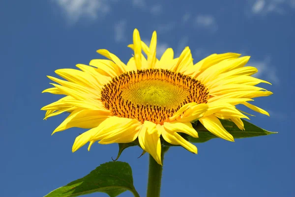 Yellow sunflower and blue sky — Stock Photo, Image