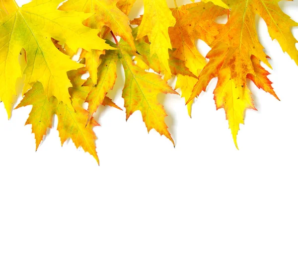 Autumn maple leaves Stock Picture