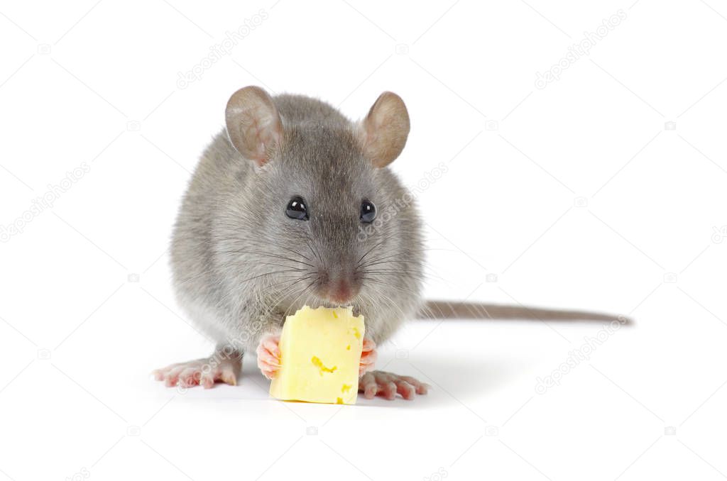 Little rat eating cheese Stock Photo by ©Pakhnyushchyy 129589806