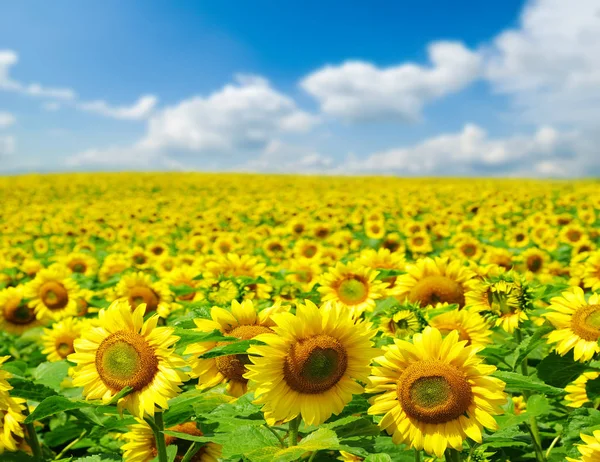 Solrosfält och blå himmel — Stockfoto
