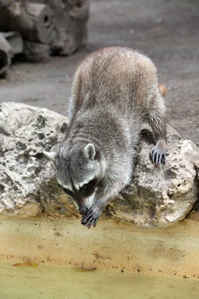 Cute busy raccoon — Stock Photo, Image