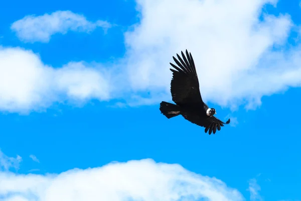 Cóndor volando en el cielo — Foto de Stock